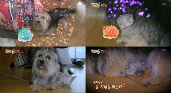 '순간포착 세상에 이런일이'에서는 병아리 돌보는 개, 달이의 이야기가 소개됐다. 방송 캡처
