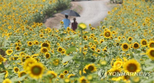 함안 강주 해바라기 축제[연합뉴스 자료사진]