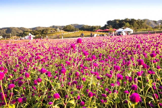 ▲ 2018천일홍축제-천일홍