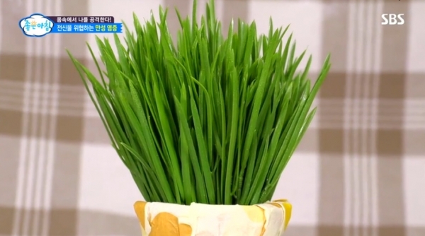 새싹보리. sbs 좋은아침 방송화면 캡처