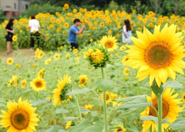 수원광교호수공원 꽃빛단지에 핀 해바라기.