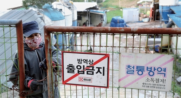 아프리카돼지열병(ASF)이 파주에 이어 연천에서 추가로 발생되면서 방역당국 및 경기지역 돼지 사육농가들이 확산을 막기위해 총력을 기울이고 있다. 18일 파주시 법원읍 한 돼지농장에서 직원이 문을 걸어 잠그며 외부인의 출입을 통제하고 있다. 윤원규기자