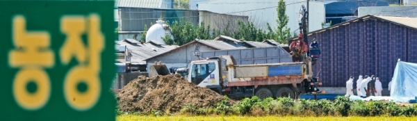 지난 23일 아프리카돼지열병(ASF)이 확진된 김포시 통진읍 한 양돈농장에서 24일 오전 방역당국 관계자들이 돼지들을 살처분하고 있다. 윤원규기자