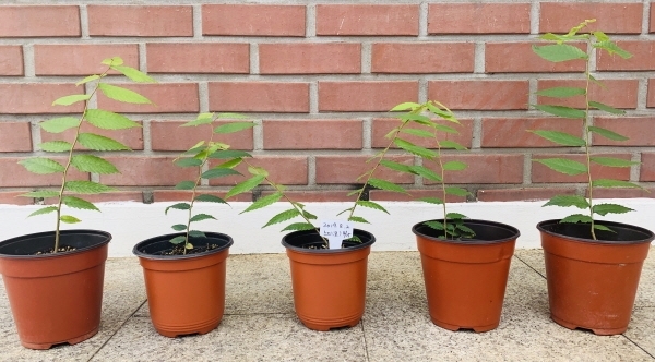 단오어린이공원 느티나무(수원 11호 보호수)의 후계목