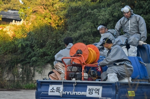 김포시 통진읍의 한 돼지농장에서 13번째 아프리카돼지열병이 확진된 3일 오후 발병 농장 주변 3km 일대에서 방역관계자들이 예방적 살처분을 위해 이동하고 있다. 윤원규기자