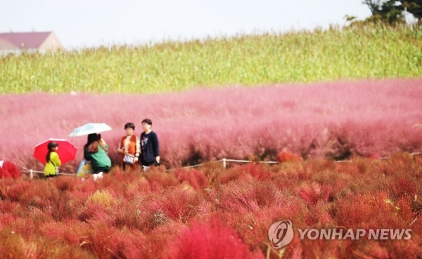 지난 4일 오후 경기도 안성시 공도읍 안성팜랜드를 찾은 시민들이 코키아와 핑크뮬리를 감상하며 가을 정취를 만끽하고 있다. 연합뉴스