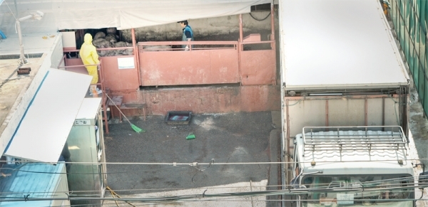 정부가 아프리카돼지열병이 집중 발생한 경기 파주•김포지역의 모든 돼지를 수매•살처분하기로 결정한 가운데 6일 오전 파주 지역에서 출하한 돼지가 인천의 한 도축장 내 계류장에 하역되고 있다. 조주현기자