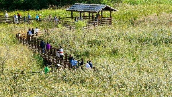 9일 휴일을 맞아 안산갈대습지공원을 찾은 시민들이 제법 가을색 옷으로 갈아입고 바람에 흔들리는 갈대숲을 구경하며 산책을 즐기고 있다. 김시범기자