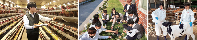 (왼쪽부터) 포천일고 축산생명과학과 학생이 오물란 수거작업을 하고 있다. 병아리 일광욕과 젖소 송아지 포유를 하고 있는 학생들.
