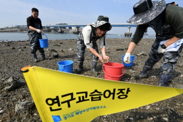 경기도 해양수산자원연구소 관계자들이 17일 안산시 대부도동 갯벌에서 연구소가 인공종묘로  생산한 바지락 치패(새끼조개) 80만 마리를 첫 방류하고 있다. 이번에 방류한 바지락 종자는  바지락 자원의 복원을 위해 경기만에서 우량 어미를 채취, 인위적인 산란을 통해 얻은 우량 치패로 방류 후 2년이 지나면 상품성을 갖게된다. 김시범기자