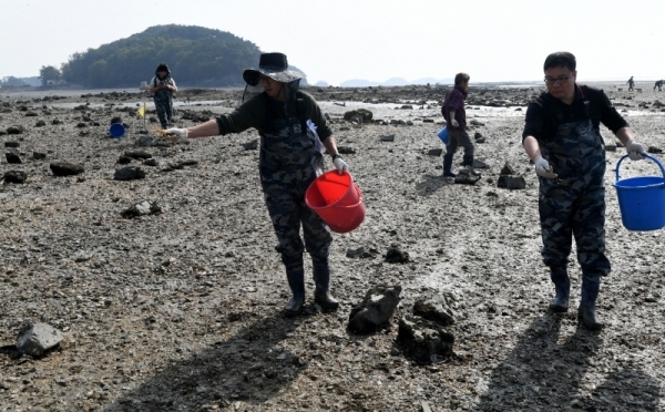 경기도 해양수산자원연구소 관계자들이 17일 안산시 대부도동 갯벌에서 연구소가 인공종묘로  생산한 바지락 치패(새끼조개) 80만 마리를 첫 방류하고 있다. 이번에 방류한 바지락 종자는  바지락 자원의 복원을 위해 경기만에서 우량 어미를 채취, 인위적인 산란을 통해 얻은 우량 치패로 방류 후 2년이 지나면 상품성을 갖게된다. 김시범기자