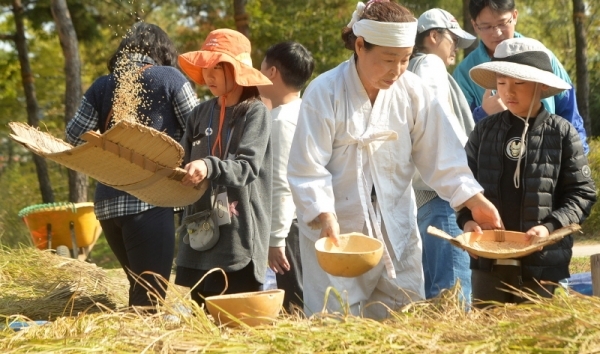 19일 오전 인천 중구 월미공원에서 열린 '벼 베기 체험행사'에서 시민이 벼 수확과정을 체험하고 있다.조주현기자
