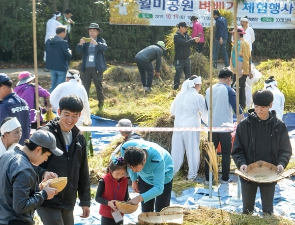 19일 오전 인천 중구 월미공원에서 열린 '벼 베기 체험행사'에서 시민이 벼 수확과정을 체험하고 있다.조주현기자