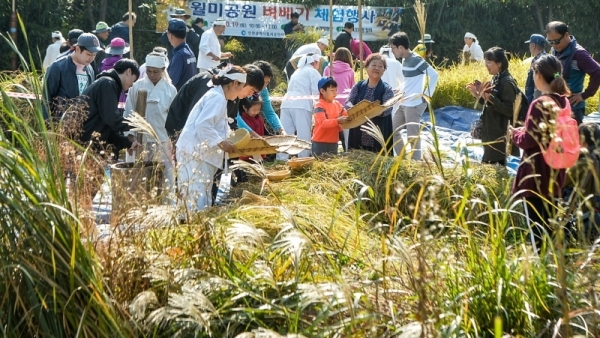 19일 오전 인천 중구 월미공원에서 열린 '벼 베기 체험행사'에서 시민이 벼 수확과정을 체험하고 있다.조주현기자