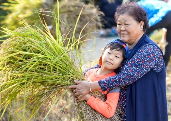 19일 오전 인천 중구 월미공원에서 열린 '벼 베기 체험행사'에서 시민이 벼 수확과정을 체험하고 있다.조주현기자