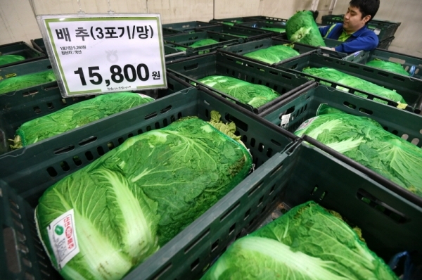 21일 수원시내 한 대형마트에서 배추가 한포기당 5천원이 넘는 가격에 판매되고 있다. 한반도를 연이어 강타한 태풍의 영향으로 전국 배추 출하량이 크게 감소하면서 일부지역 배춧값이 포기당 8천원까지 거래되는 등 크게 올라 김장철을 앞둔 주부들의 마음을 무겁게 하고 있다. 김시범기자
