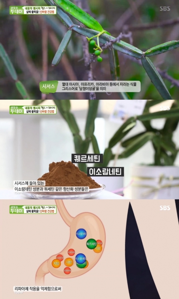 '생방송 투데이'에서는 '내 몸의 헬시피' 코너를 통해 시서스 가루가 소개됐다. 방송 캡처
