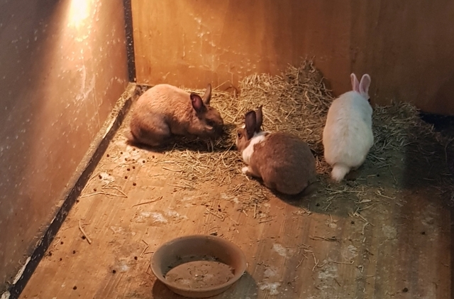 7일 오후 인천 서구 청라동의 한 카페에서 전시·사육 중인 토끼들이 배설물 사이에 웅크리고 있다. 안하경기자