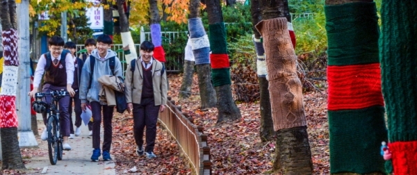 절기상 입동(立冬)을 하루 앞둔 7일 오후 인천 남동구 장수서창동 가로수들이 털실 옷을 입고 있다.조주현기자