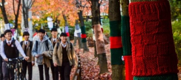 절기상 입동(立冬)을 하루 앞둔 7일 오후 인천 남동구 장수서창동 가로수들이 털실 옷을 입고 있다.조주현기자