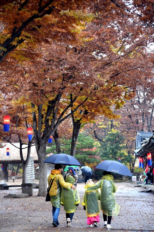 겨울을 재촉하는 비가 내려 기온이 뚝 떨어진 17일 용인 한국민속촌에서 우산을 쓴 관광객들이 낙옆이 쌓인 거리를 걷고 있다.전형민기자