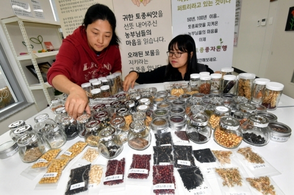 오는 28일 열리는 ‘경기도 종자관리소 토종종자은행 청사이전 준공식 및 현판식’을 앞두고 25일 평택시 경기도종자관리소 경기도토종종자은행에서 관계자들이 토종 종자를 정리하고 있다. 경기도는 토종종자를 대대로 지켜온 고령농부와 토종종자에 관심있는 청년농부의 세대이음을 통해 함께 지키고 보존하기 위해 경기도 종자관리소 평택분소에 ‘토종  종자 은행’을 설립, 운영한다. 전형민기자