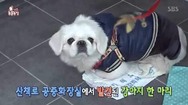 '동물농장'에 등장한 산책로 화장살 강아지 흰둥이. SBS