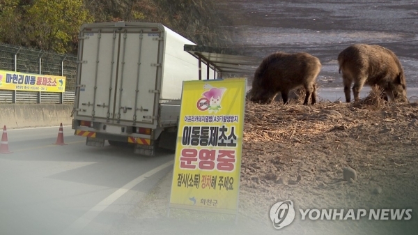 감염 멧돼지 또 발견 (CG)