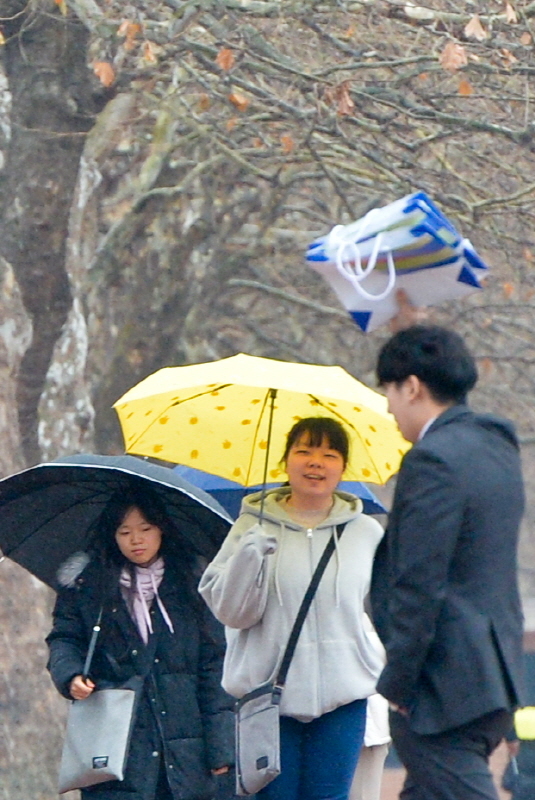 절기상 소한(小寒)인 6일 오후 인천시 미추홀구 인하대학교에서  우산을 쓴 학생들이 겨울비 내리는 교정을 거닐고 있다.조주현기자