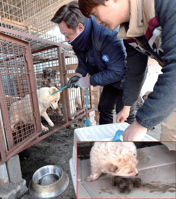 21일 안성시 도기동의 한 개 도축장에서 동물보호단체 및 안성시 관계자들이 철창 안에 갇혀 있는 개들을 구조하고 있다. 아래 사진은 갇혀있는 강아지가 도축된 개의 내장 등을 먹이로 먹는 모습. 전형민기자ㆍ동영상 캡쳐