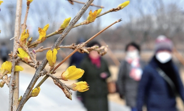 입춘인 4일 봄을 시샘하듯 수도권 일부지역에 눈과 함께 강추위가 찾아왔다. 겨울답지 않은 포근한 날씨 속에 의왕시 왕송호수 주변에서 살짝 꽃망울을 터뜨렸던 노란 개나리가 갑자기 찾아온 추위로 황급히 꽃잎을 움추리고 있다. 김시범기자
