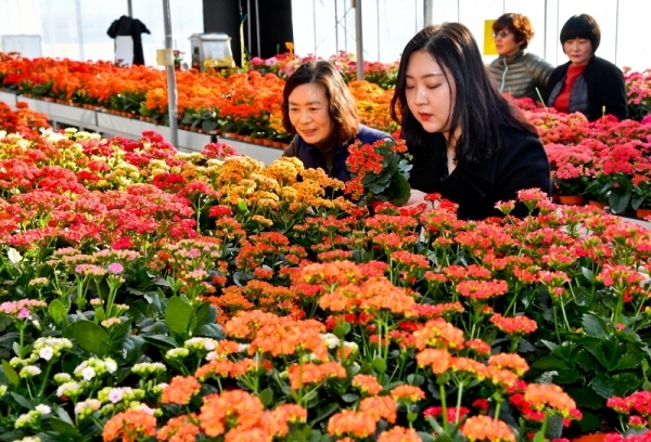 5일 오후 경기도농업기술원 선인장다육식물연구소에서 겨울내 연구,재배한 '팔레놉시스','칼랑코에' 의 품평회 준비를 하고 있다. 관상용 다육식물인 팔레놉시스와 칼랑코에는 각각 186억, 24억 여원의 시장규모를 가진 해외품종으로 도농기원은 도내 농가를 위해 독자적인 품종개발을 완료했다. 윤원규기자