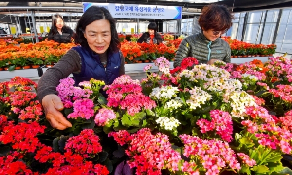 5일 오후 경기도농업기술원 선인장다육식물연구소에서 겨울내 연구,재배한 '팔레놉시스','칼랑코에' 의 품평회 준비를 하고 있다. 관상용 다육식물인 팔레놉시스와 칼랑코에는 각각 186억, 24억 여원의 시장규모를 가진 해외품종으로 도농기원은 도내 농가를 위해 독자적인 품종개발을 완료했다. 윤원규기자