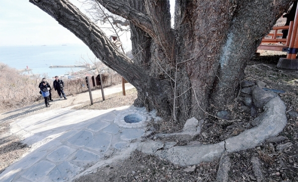 안산시 풍도에 있는 수령 500여 년의 보호수가 안산시의 마을가꾸기 사업으로 인해 나무 주변이 온통 콘크리트로 뒤덮여 있다. 주민들은 보호수 생육에 큰 지장을 준다고 지적하고 있다. 전형민기자
