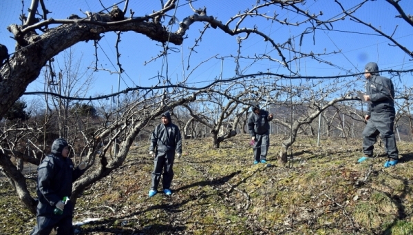 검역병해충인 과수화상병이 안성지역에서 올 해 첫 발생함에 따라 18일 용인시 원삼면 좌항리 과수농가에서 경기도농업기술원 직원들이 과수화상병을 예방하기 위해 긴급 동계예찰을 하고 있다.전형민기자