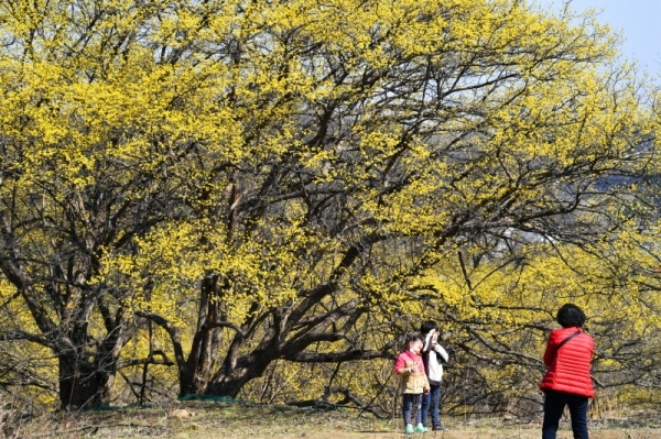 18일 이천시 백사면 산수유마을에서 시민들이 나무마다 만개한 노란 산수유꽃을 감상하며 산책하고 있다. 코로나19의 여파로 이천 산수유축제를 비롯한 경기지역 봄축제들이 대부분 취소돼 봄을 기다리던 지역경제에 큰 타격을 주고 있다. 김시범기자