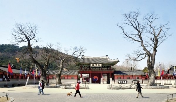 수원시가 화성행궁 신풍루 앞을 수백년 동안 지켜온 정승나무(느티나무) 3그루에 대한 보존 계획을 수립했다고 23일 밝혔다. 전형민기자