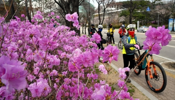 포근한 봄 날씨 보인 31일 수원시 팔달구 우만동 수원월드컵경기장 주변에 활짝핀 진달래 꽃길에서 시민들이 자전거를 타며 봄 정취를 즐기고 있다.전형민기자
