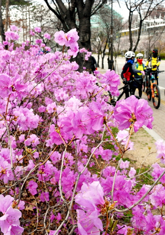 포근한 봄 날씨 보인 31일 수원시 팔달구 우만동 수원월드컵경기장 주변에 활짝핀 진달래 꽃길에서 시민들이 자전거를 타며 봄 정취를 즐기고 있다.전형민기자