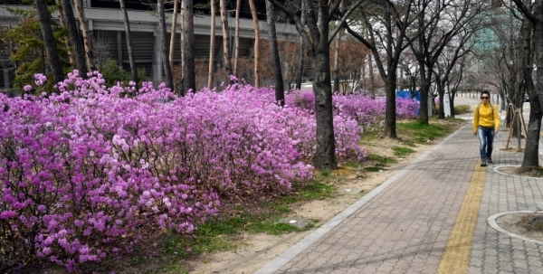 포근한 봄 날씨 보인 31일 수원시 팔달구 우만동 수원월드컵경기장 주변에 활짝핀 진달래 꽃길에서 시민들이 자전거를 타며 봄 정취를 즐기고 있다.전형민기자