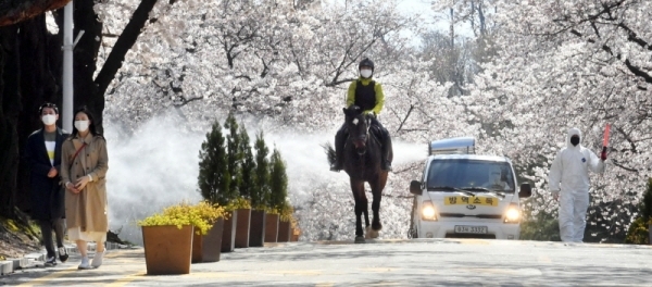 5일 과천시 렛츠런파크에서 훈련 중인 말 뒤로 한국마사회 관계자들이 방역작업을 하고 있다. 한국마사회는 지난 2월 23일부터 오는 23일까지 코로나19 확산 방지를 위해 전국 사업장의 운영을 중단했으며 2020 렛츠런파크  벚꽃축제도 취소했다.전형민기자