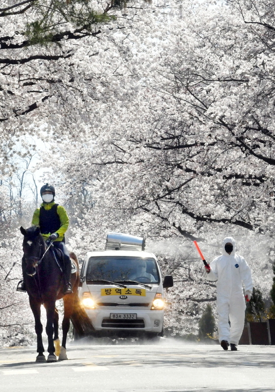 5일 과천시 렛츠런파크에서 훈련 중인 말 뒤로 한국마사회 관계자들이 방역작업을 하고 있다. 한국마사회는 지난 2월 23일부터 오는 23일까지 코로나19 확산 방지를 위해 전국 사업장의 운영을 중단했으며 2020 렛츠런파크  벚꽃축제도 취소했다.전형민기자