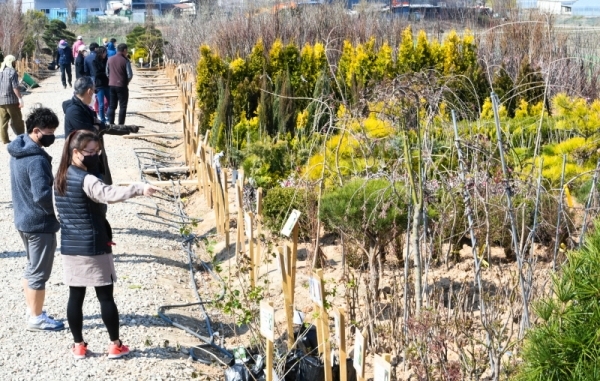 식목일 특수를 기대했던 묘목농가가 코로나19의 여파 된서리를 맞았다. 식목일이자 절기상 한식(寒食)인 5일 오후 화성시 한 나무시장이 한산한 모습을 보이고 있다.조주현기자