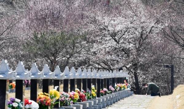 5일 한식(寒食)을 맞아  인천시 부평구 인천가족공원을 찾은 성묘객이 조상의 묘를 찾아서 성묘를 하고 있다. 장용준기자