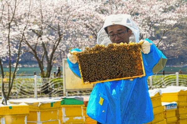 봄꽃이 절정을 이룬 6일 오후 수원시 광교벌치기농장에서 농민 이대홍씨가 소초판을 살펴보고 있다. 