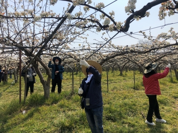 경기도농업기술원, 저온피해 배농가 일손도와