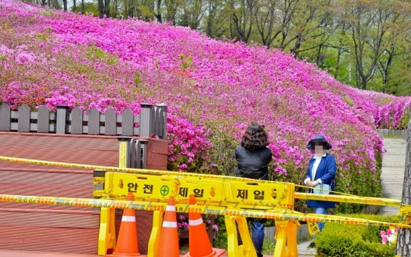 23일 오후 군포시 철쭉동산이 활짝 핀 철쭉으로 울긋불긋 물들어 있다. 군포시는 코로나19  확산 방지를 위해 올해 철쭉 축제를 취소하고 철쭉동산을 폐쇄해 시민들이 당연하다는 반응 속에서도 살짝 아쉬움을 나타내고 있다. 윤원규기자