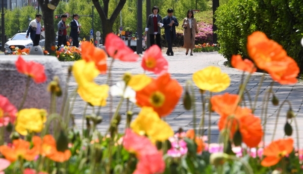 28일 화창한 봄볕속에 인천시청 화단을 장식한  붉은 철쭉 꽃들이 오가는 시민들의 시선을 붙잡고 있다. 장용준기자