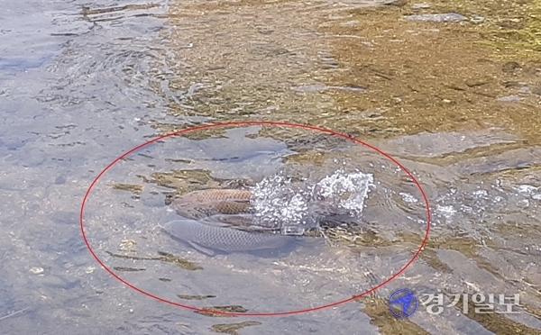 하남 덕풍천과 한강변 습지에 잉어떼 산란 모습. 강영호 기자