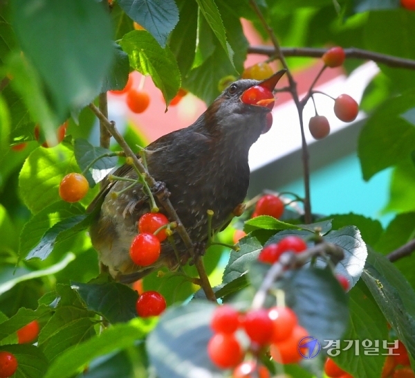 모처럼 청명한 날씨를 보인 21일 오후 빨간 버찌가 주렁주렁 열린 수원시내 한 벗나무에서 직박구리 한마리가 버찌 한알을 입안 가득 물고있다. 버찌는 체리의 일종으로 그 종류가 다양하며 앵두와 구별된다. 김시범기자